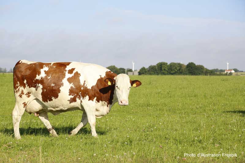 vache-eolienne-geobiologie